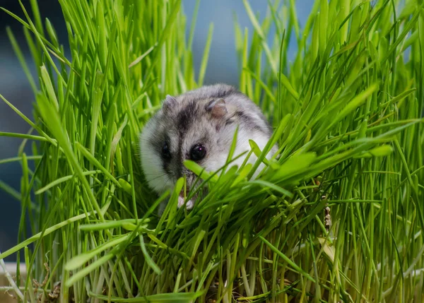 Yüksek otların içinde küçük hamster