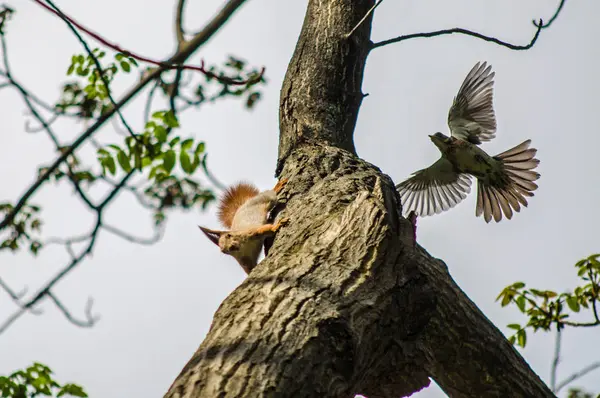 De eekhoorn verbergt op een boom uit een vogel — Stockfoto