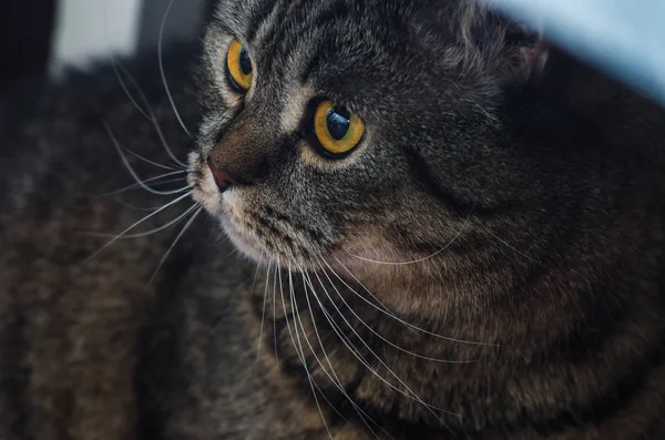 Kedi bir yırtıcı gözleri bakıyor — Stok fotoğraf