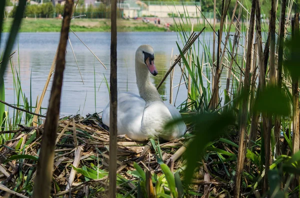 Schwan brütet Eier im Nest aus — Stockfoto