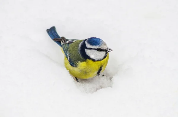 Mees zitten in de sneeuw — Stockfoto