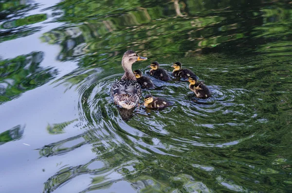 Entenfamilie im Teich — Stockfoto