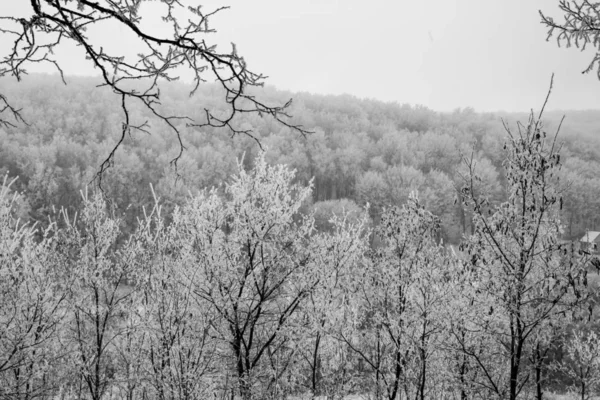 Winter forest zwart-wit foto — Stockfoto
