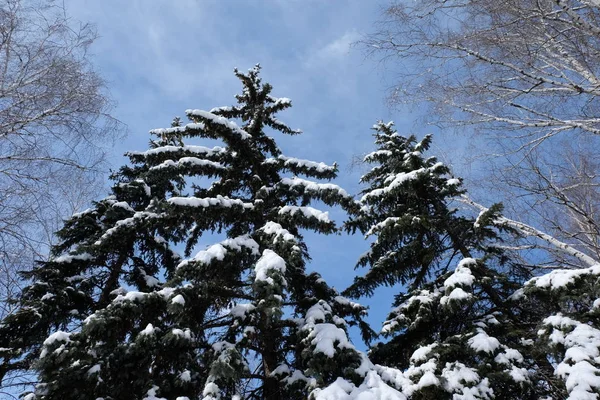 Christmas Trees Birches — Stock Photo, Image