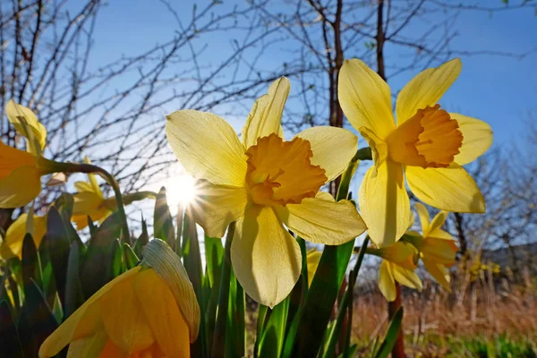 Žluté Květy Při Západu Slunce — Stock fotografie