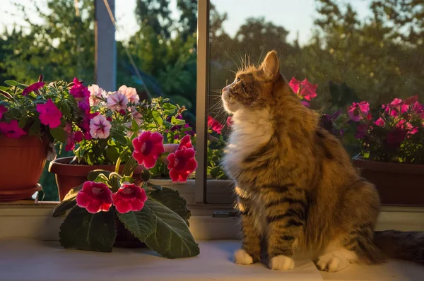 Dlouhé vlasy, pruhovaná kočka sedí na slunce, sluneční světlo okno. květiny: gloxinia, zvonek, Petunie. — Stock fotografie