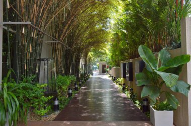 Modern ahşap yolu yaz Asya'nın tropikal Park. egzotik pl