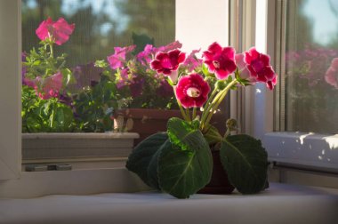 Fotoğraf tam büyüme kırmızı, gloxinia Pembe çiçek, çan çiçeği, Sinni