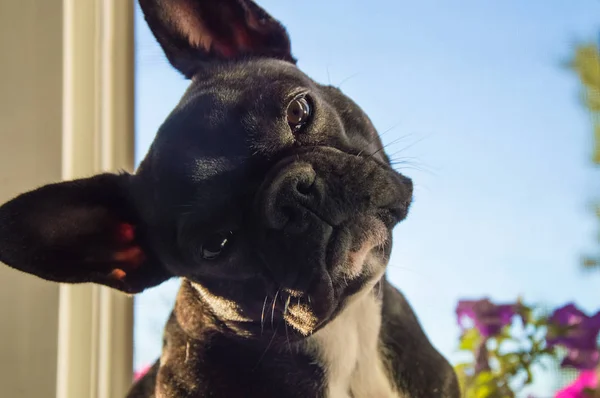 Fekete, kicsi, fiatal francia bulldog, kisállat, kutya keres portréja — Stock Fotó