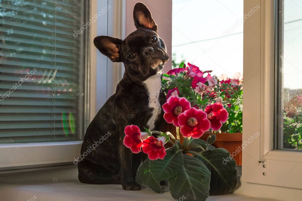 full growth black small, young French bulldog, pet, dog. Active,