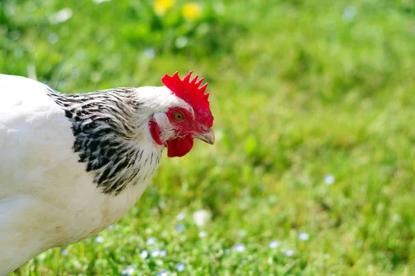 A light sussex hen free range — Stock Photo, Image