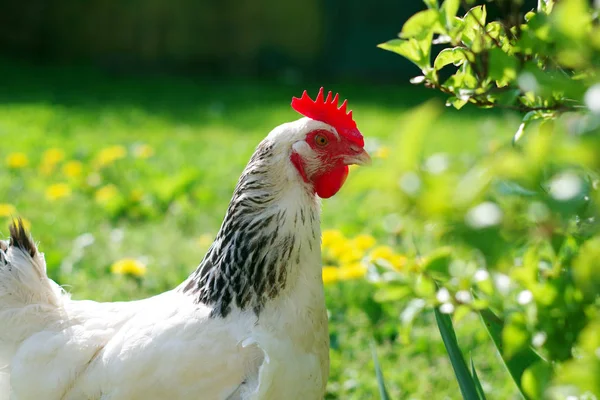 A light sussex hen free range — Stock Photo, Image