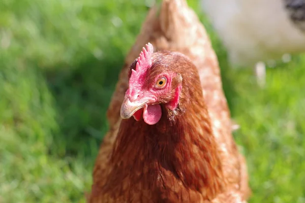 A red hen free range — Stock Photo, Image
