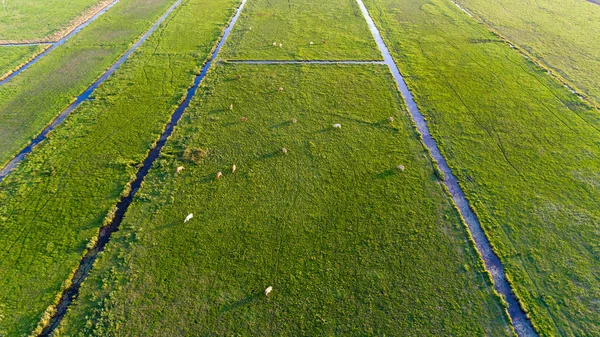 Fotografía aérea de vacas en un campo — Foto de Stock