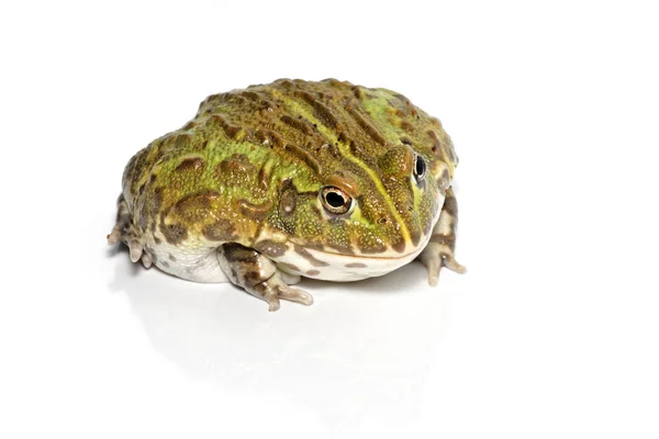 Jonge Afrikaanse bullfrog — Stockfoto