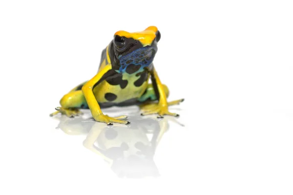 Dyeing poison frog — Stock Photo, Image