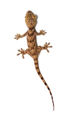 Blaesodactylus boivini gekko
