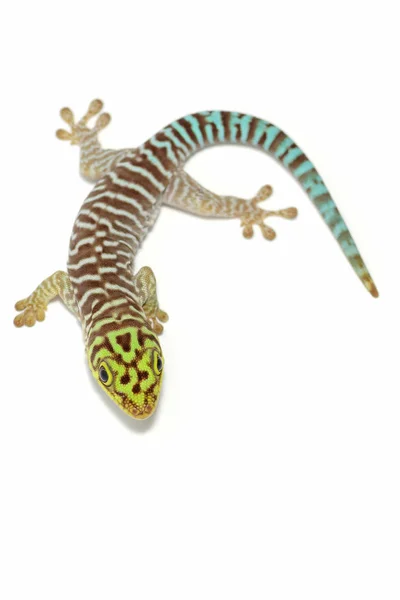Phelsuma standingi gekko — Stock fotografie