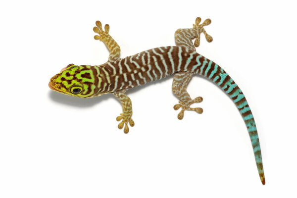 Phelsuma standingi gekko