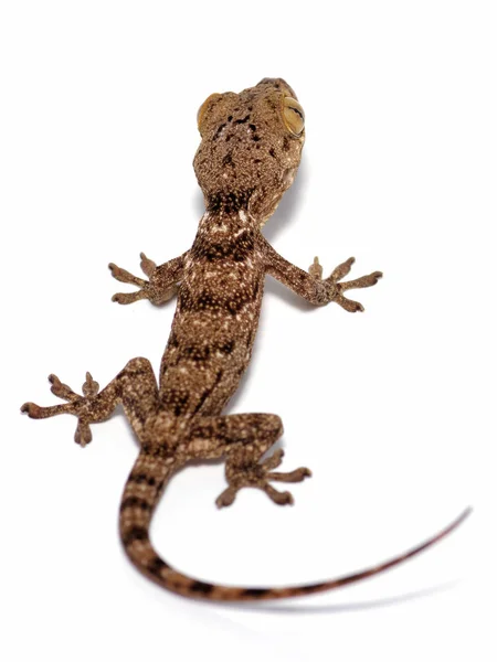 Blaesodactylus boivini gekko — Stock fotografie