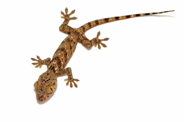 Blaesodactylus boivini gekko — 스톡 사진