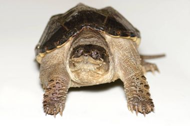 Genç ortak yapışma kaplumbağa (Chelydra serpentina) yakın çekim