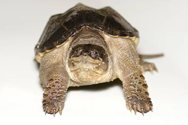 Young gemeenschappelijk magnetisch schildpad (Chelydra serpentina) close-up — Stockfoto