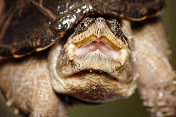 Young gemeenschappelijk magnetisch schildpad (Chelydra serpentina) met opende mond, close-up — Stockfoto