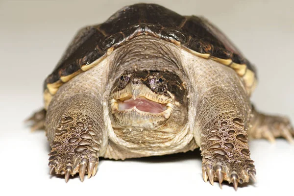 Ung gemensamma sköldpadda (Chelydraserpenti serpentina) med öppnade munnen, närbild — Stockfoto