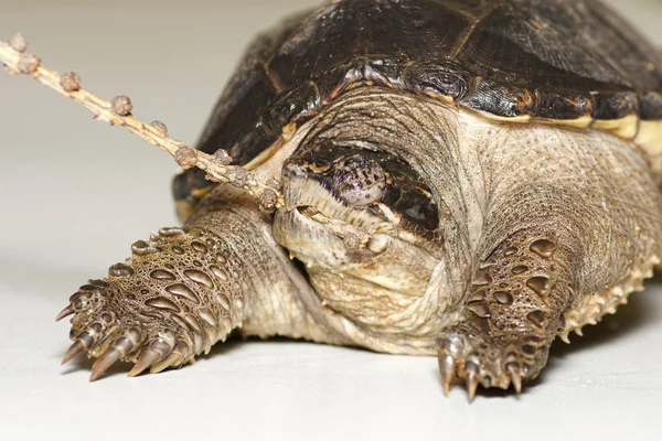 Young gemeenschappelijk magnetisch schildpad (Chelydra serpentina) bijten een stok, close-up — Stockfoto