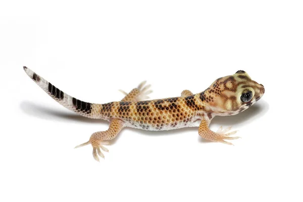 Mladí Teratoscincus scincus Gecko, close-up izolovaných na bílém pozadí — Stock fotografie