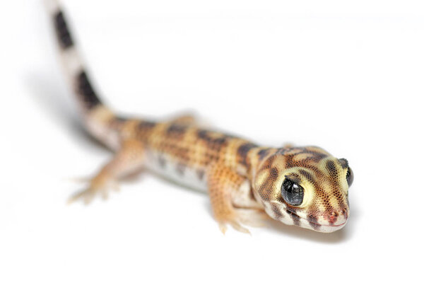 Young Teratoscincus scincus Gecko, close-up isolated on white background