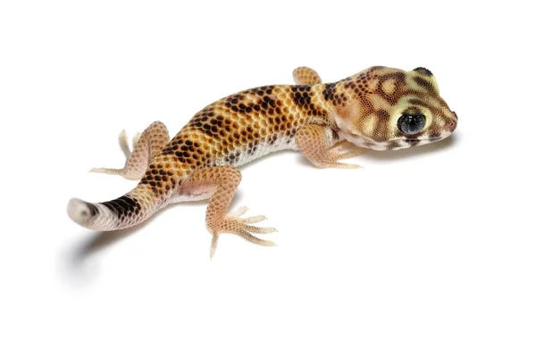 Молодой Teratoscincus scincus Gecko, крупным планом изолирован на белом фоне — стоковое фото