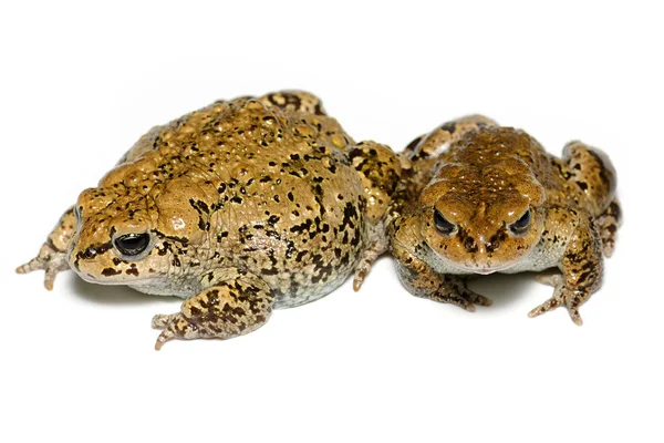 Пара балтийских жаб (Bufo latastii), крупным планом изолированных на белом фоне — стоковое фото