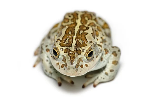 Mongoolse toad, of gevlekt toad of zand Siberische toad (Pseudepidalea raddei), close-up geïsoleerd op witte achtergrond — Stockfoto