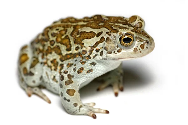 Монгольская жаба, или Piebald жаба, или Сибирская песчаная жаба (Pseudepidalea raddei), крупным планом изолированы на белом фоне — стоковое фото
