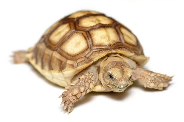 Jonge Afrikaanse aangespoord schildpad of Sulcata schildpad (Centrochelys sulcata), close-up geïsoleerd op witte achtergrond — Stockfoto