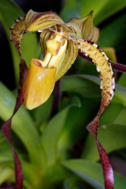 Paphiopedilum melez orkide Prens York Edward yakın çekim