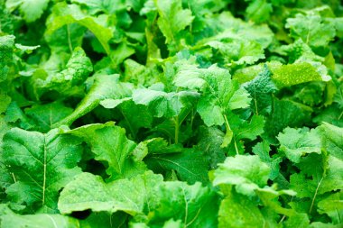 Yeşil bahçe bitkileri