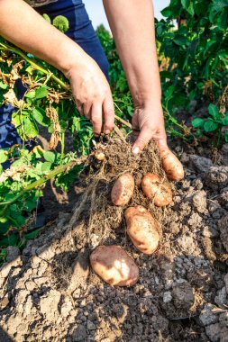 Toprakta genç patates