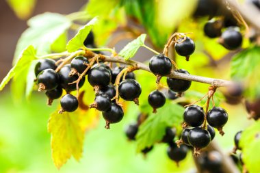 Taze siyah kuş üzümü Şubesi