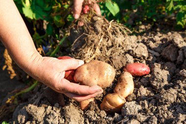 Toprakta genç patates