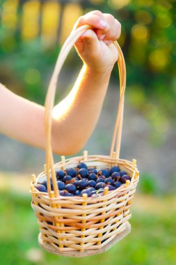 Hasır sepet ile karanlık bektaşi üzümü
