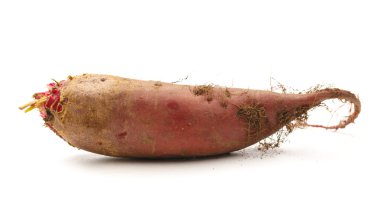 Bahçeden genç pancar