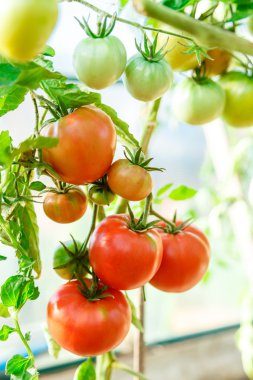 Taze domates çalılar 