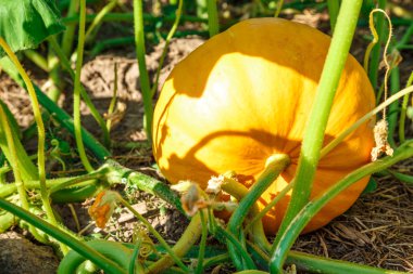 Bahçede genç kabak