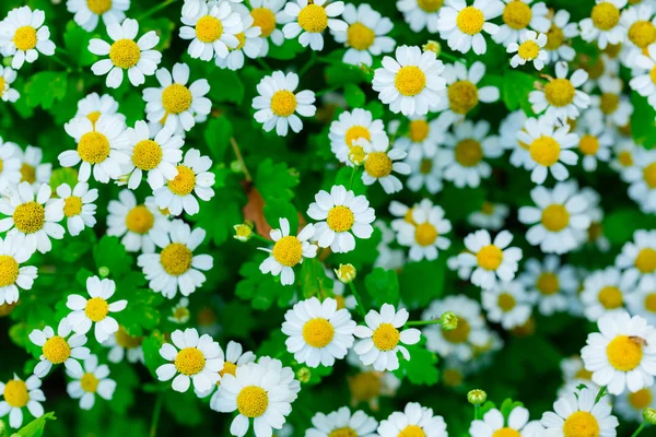 Camomiles yaz alanında — Stok fotoğraf