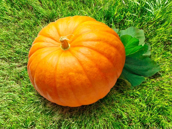One big pumpkin — Stock Photo, Image