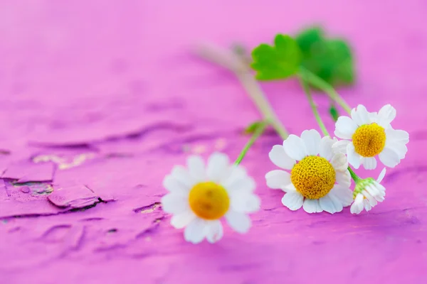 Fresh Camomile flowers — Stock Photo, Image