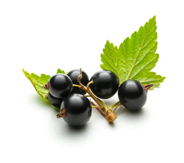 Färska svarta vinbär med blad — Stockfoto